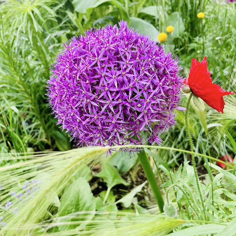 100 Allium Seeds for Planting, Giant Purple Blooming Onion Bulbs, Large Perennial Flower Bulbs for Spring and Summer Garden