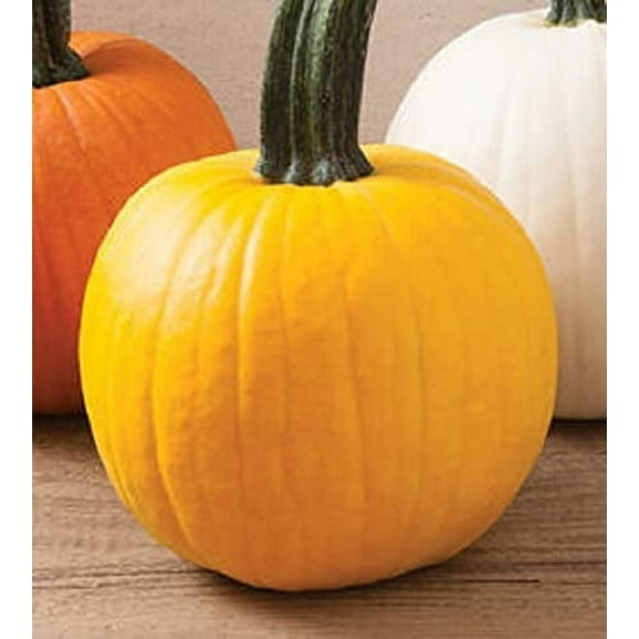 Yellow "Sunshine" Pumpkin Seeds for Planting | 20 Seeds | Rare Yellow Pumpkin Seeds - Grow Your Own Fall Decor