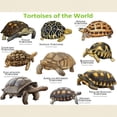 thumbnail image 3 of CafePress - Tortoises Of The World Light T Shirt - Men's Classic Graphic T-Shirt, 3 of 4