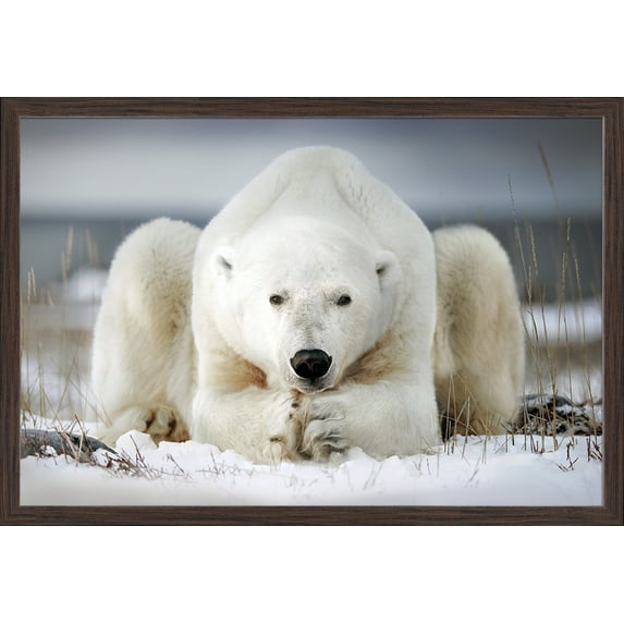 Polar Bear Laying in Snow - Lantern Press Photography (36x24 Giclee Art Print, Gallery Framed, Espresso Wood)