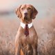 thumbnail image 4 of Pet Tie Dog Tie Adjustable Costume Dog Collar Ties Party Accessories Christmas Costume, 4 of 4