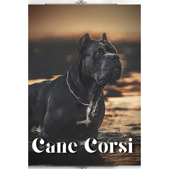 Cane Corsi : Dog breed overview and guide (Paperback)