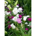 thumbnail image 1 of 100 MIXED CANTERBURY BELLS - Crown Mix Campanula Medium Flower Seeds, 1 of 5