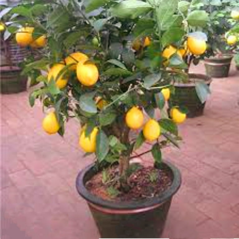 70 Dwarf Lemon Seeds Lemon Tree Plant Seeds, Non-GMO Organic