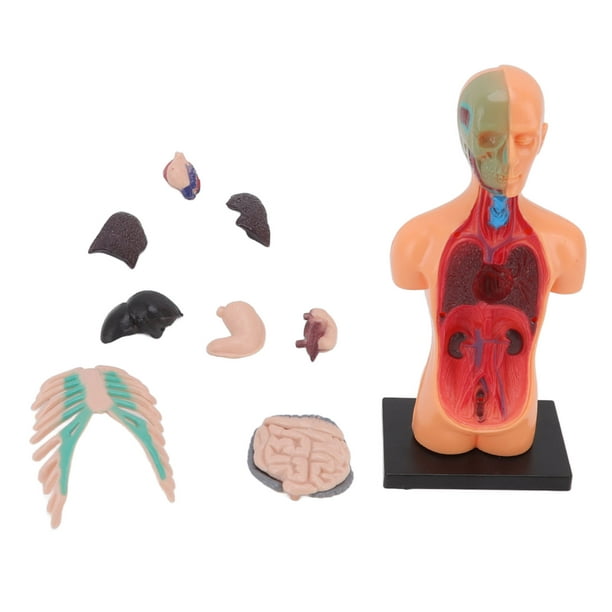 1 Pc modèle de corps humain pour les enfants modèle de squelette d'anatomie