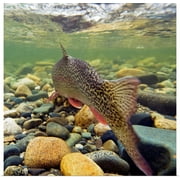 Great BIG Canvas | Rolled Poster Print entitled Underwater view of a rainbow trout swimming upstream in Montana Creek, Alaska