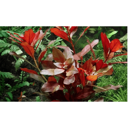 Ludwigia Repens Red Live Aquarium Plants – Freshwater Stem Plant Bunch for Planted Fish Tanks
