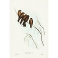 thumbnail image 2 of Gould, John 17x24 Black Modern Framed Museum Art Print Titled - Little Wood Swallow-Artamus minor-Vieill, 2 of 4
