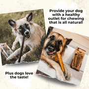 Bully Bunches Premium 6 Inch Jumbo Bully Stick - 6 Pack