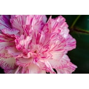 Seedville 50 Picotee Mix Carnation Flower Seeds, Double Bicolor Striped, Dianthus Caryophyllus
