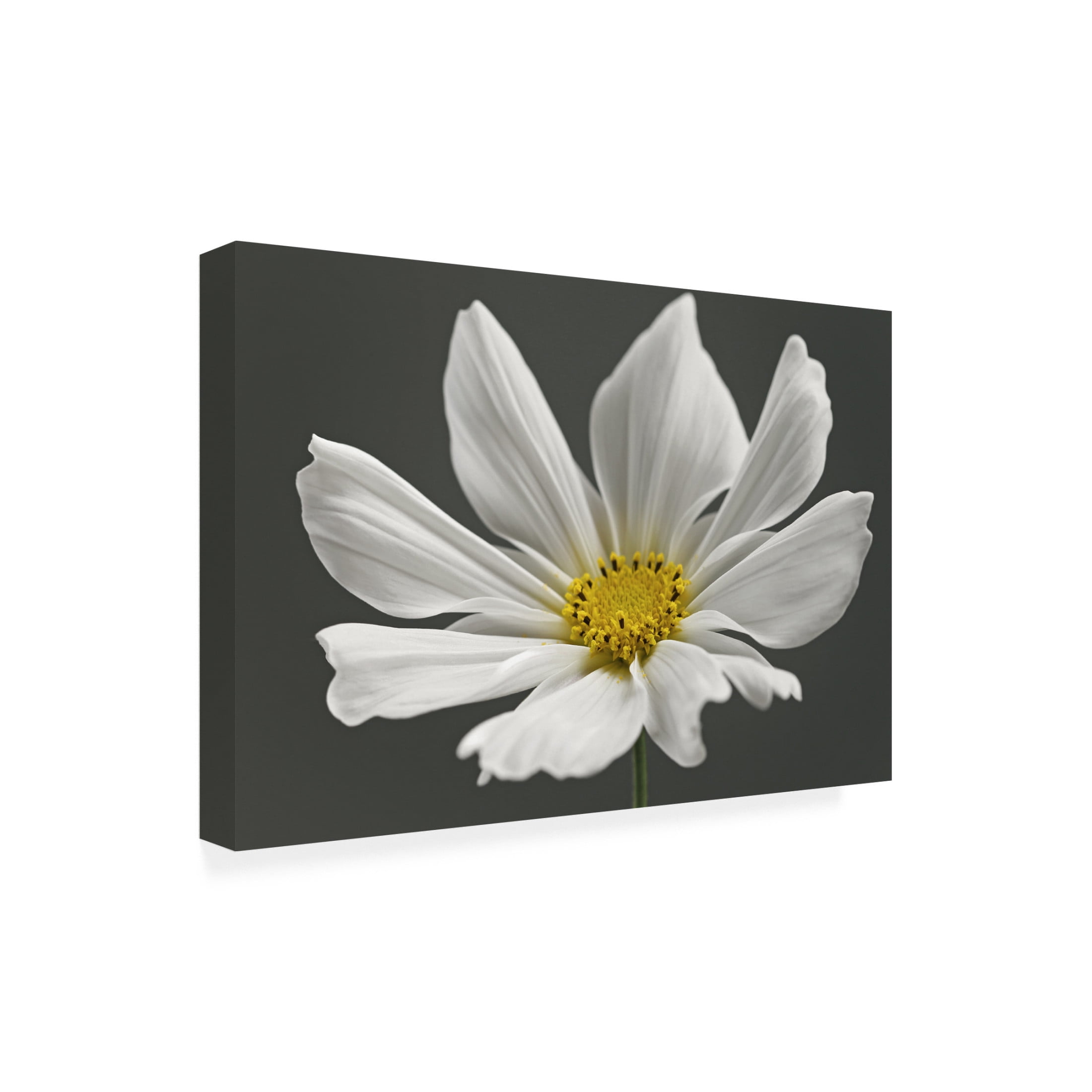 Trademark Fine Art Alyson Fennell Cosmos Flower Canvas Wall Art