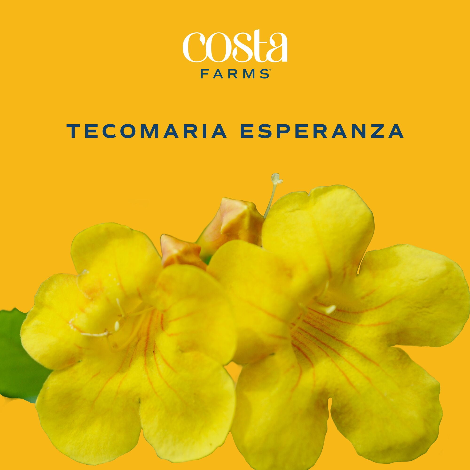 Island Blooms by Costa Farms 26" Tall Tecomaria, Direct Sunlight, Live Flowering Outdoor Plant
