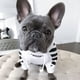 thumbnail image 3 of Sudadera con capucha para perros de moda para mascotas, ropa deportiva para perros de otoño e invierno, 3 of 6