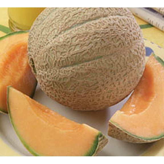 Cantaloupe Hearts of Gold Great Heirloom Vegetable by Seed Kingdom 1 Lb Seeds