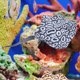 thumbnail image 3 of Terrario doméstico decoración de peces falsos vívidos simulación luminosa modelo peces pisads, 3 of 7