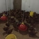 thumbnail image 3 of Fuente de agua para aves de corral kusrkot 360 grados nunca se oxida, 3 of 8