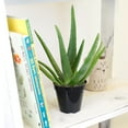 thumbnail image 4 of Altman Plants 10" Live Aloe Vera Plant in 3.5" Grower Pot, Easy Care Versatile Succulent, 4 of 11