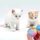 thumbnail image 5 of 20 bolas de juguete para gatos, adorables bolas de hilo arcoíris, divertidas bolas peludas para gatitos., 5 of 7
