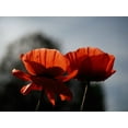 thumbnail image 2 of Bonin, Suzanne 14x12 Gold Ornate Wood Framed with Double Matting Museum Art Print Titled - Early Morning Poppies, 2 of 4
