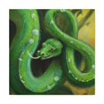 thumbnail image 2 of Green Tree Python Beauty - Canvas, 2 of 25
