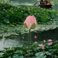 thumbnail image 3 of Artificial Lotus Flower and Water Lily Arrangement, Decorative Plant for Dining Table, Fish Tank or Buddha Hall, 3 of 6
