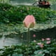 thumbnail image 1 of 1 unidad de pequeño arreglo floral artificial de plástico rosa con forma de flor de loto para decoración del hogar,ideal para sala de estar,mesa de comedor,mueble de TV o pecera. Rkxzt, 1 of 9