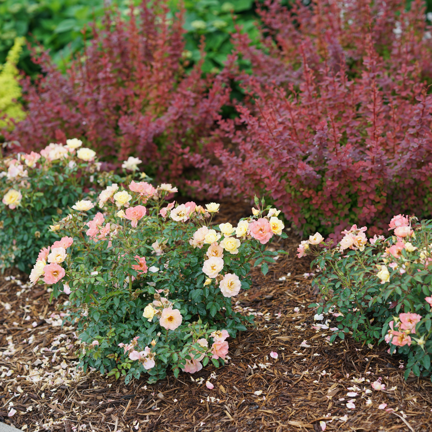 Proven Winners ColorChoice 5" Multicolor Oso Easy Italian Ice Rose Live Plant in 4.5" Pot (4 Count)