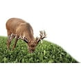 Sugar Beets Deer Food Plot Seeds 500 Seeds to Grow Whitetail Deer