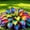 Rainbow-c, variant on Rainbow Hostas for Planting Outdoors--Easy to Grow & Quick Sprouting Garden Decoration(Non-Artificial)