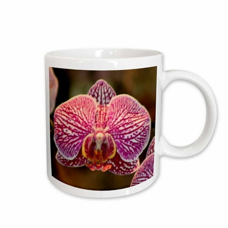 

3dRose ORCHID - D Ceramic Mug 11-ounce