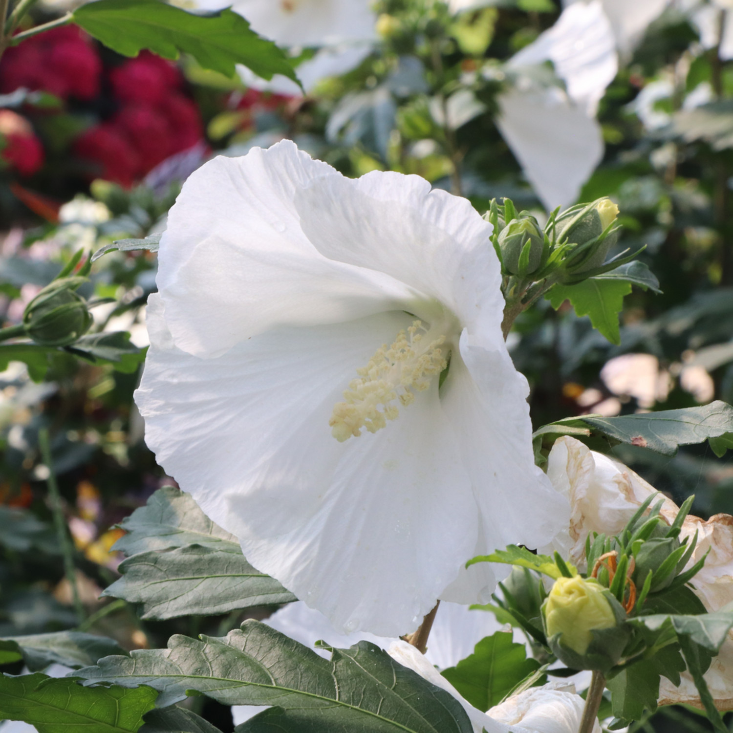Proven Winners ColorChoice 5" Paraplu Pure White Rose of Sharon Live Plant in 4.5" Pot (4 Count)