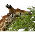 thumbnail image 2 of Dana Underdahl 18x15 White Modern Wood Framed Wall Art Titled - Giraffe I, 2 of 5