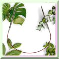 thumbnail image 2 of Lustrous Crimson Loop 16" (41cm) Stainless Steel Knitting Needle - US 3 (3.25mm) - Style 7016-3, 2 of 3