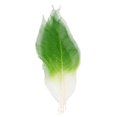 thumbnail image 1 of Tnarru 6x50Pcs Magnolia Naturel Feuille de Squelette Feuilles Scrapbook - Vert + Blanc, 1 of 8