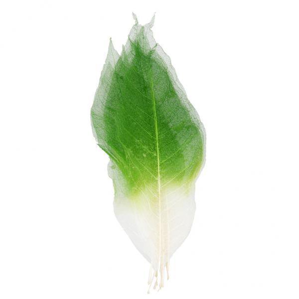 Tnarru 6x50Pcs Magnolia Naturel Feuille de Squelette Feuilles Scrapbook - Vert + Blanc