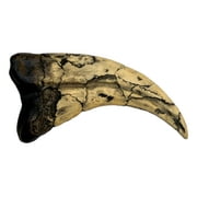 Utahraptor Dinosaur Claw Replica - 7"