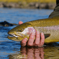 thumbnail image 5 of Leland Lures Trout Magnet Neon Softbait Kit 85 Piece, 5 of 5