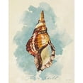 thumbnail image 2 of Loreth, Lanie 26x32 White Modern Wood Framed Museum Art Print Titled - Triton Shell, 2 of 4