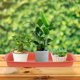thumbnail image 4 of AURARMLET 4Ud Rectangular Plastic Plant Tray Red for Clean Indoor and Outdoor Use, 4 of 8