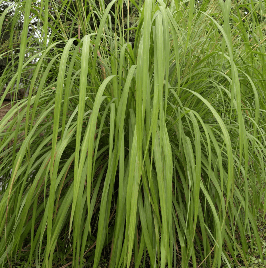 2 Citronella Grass Live Plants, Fragrant Lemon Grass Variety for Indoor & Outdoor Growing, Hardy Potted Herb Plants, 4-6 Inch Tall