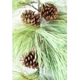 thumbnail image 4 of 40" Faux Long Needle Pine Swag (w/o bow), 4 of 7