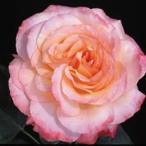 Own-Root One Gallon Laura™ Shrub Rose by Heirloom Roses
