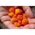 thumbnail image 2 of shiyou-Cloudberry Plant Seeds, Pack of 15, 2 of 4