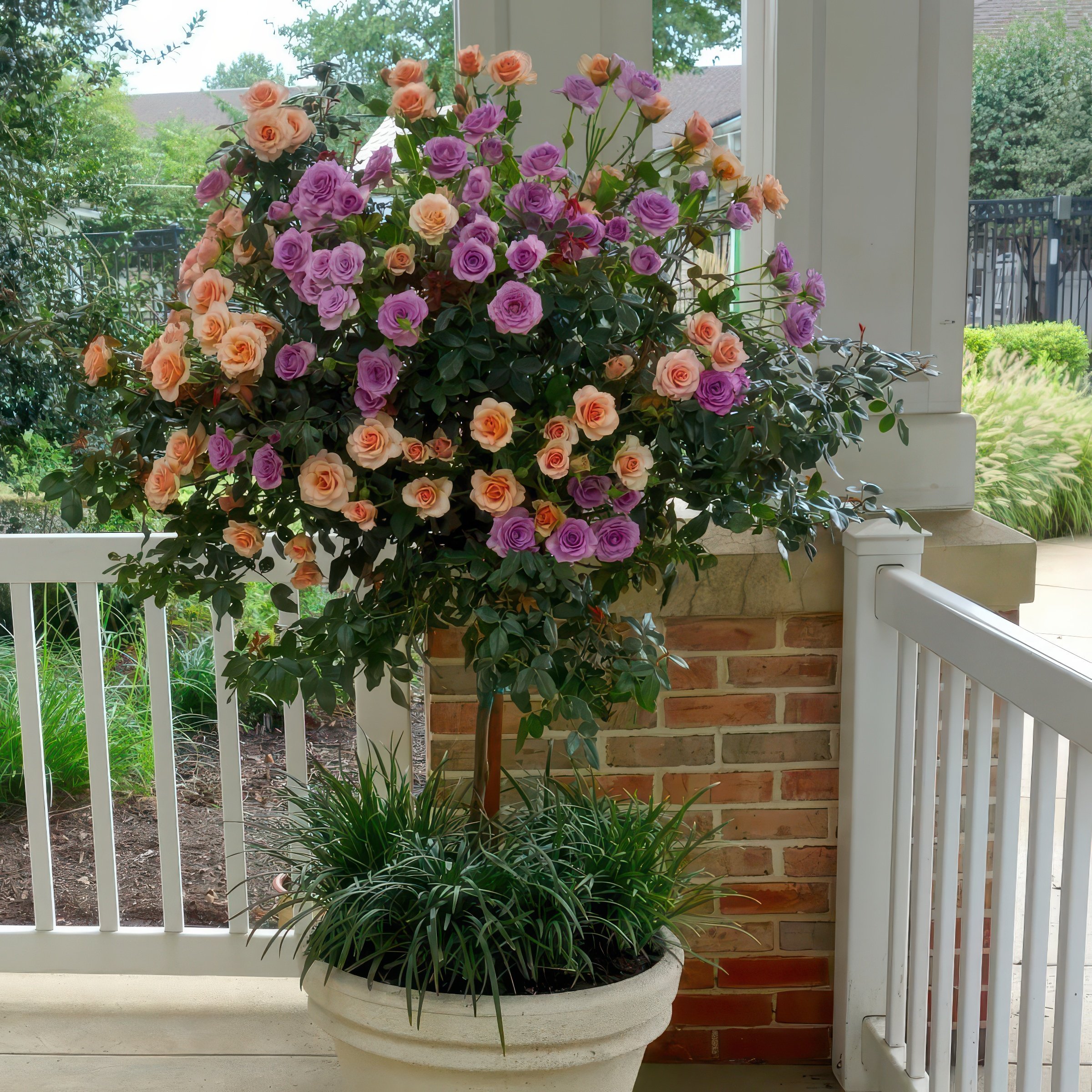 National Plant Network Bare Root 2-in-1 Angel Face-Cherish Tree Rose