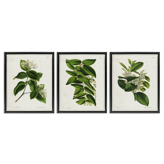 Stupell Industries Vintage Forest Flower Studies Plants & Flowers Painting Black Floater Framed Canvas Art Print Wall Art, 17 x 21, Set of 3