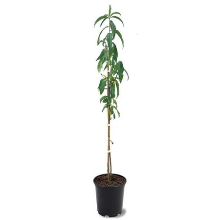 Expert Gardener 1-2 ft. Tall Earligrande Peach Live Tree in 1- Gallon Grower Pot