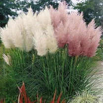 500 Mixed Pampas Grass Seeds for Landscaping and Decoration, Pink & White Pampas Grass