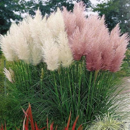 500 Mixed Pampas Grass Seeds for Landscaping and Decoration, Pink & White Pampas Grass
