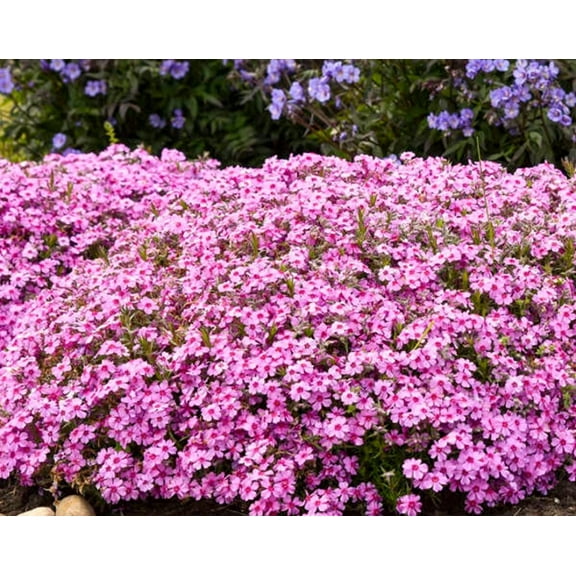 50 Caramba Phlox Seeds