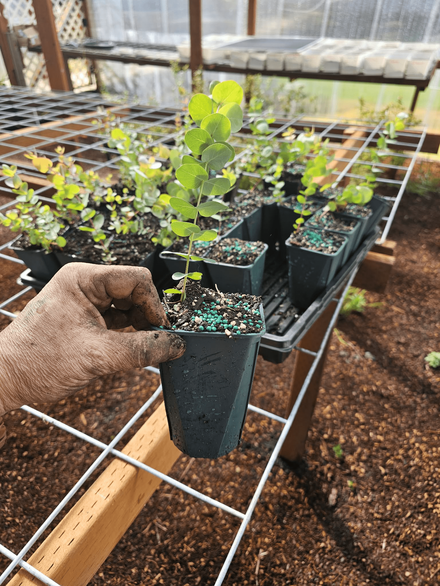 Eucalyptus Silver Dollar Plant Live for Planting, Silver Dollar Plant Indoor Outdoor, Fragrant Eucalyptus, Baby Blue Eucalyptus Plant, 6-8 Inch Tall, 5 Inch Pot